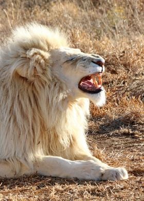 White Lion Portrait 866