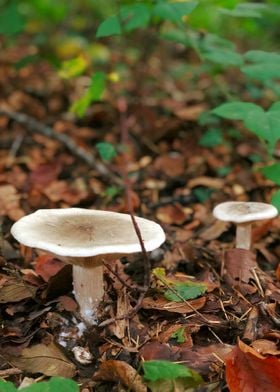 Cute Wild Mushrooms 