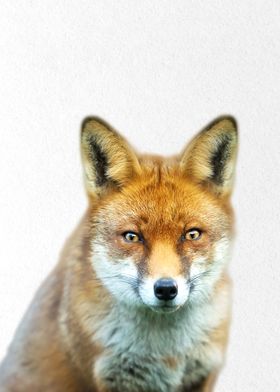 orange fox 