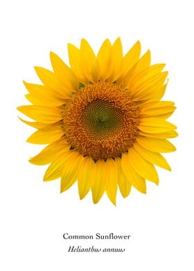 Common Sunflower