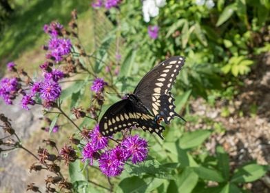 Swallowtail butterfly