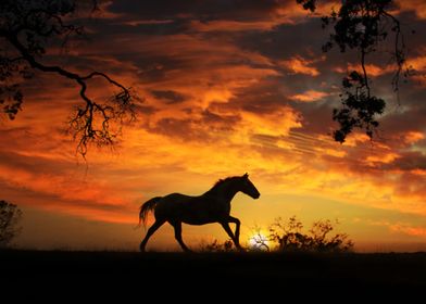 Running Horse in Sunset