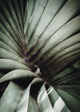 palm foliage