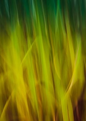 grass in the wind