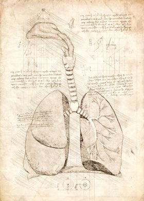 Human Respiratory System