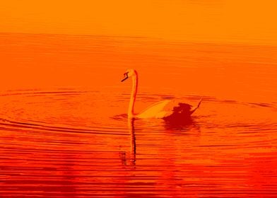 Fire swan