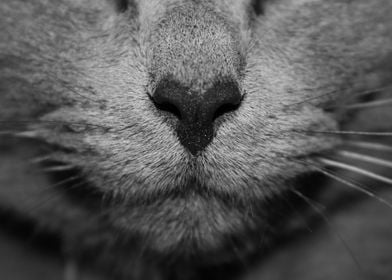 Cat nose