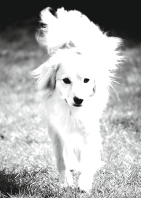 Golden haired dog walking 