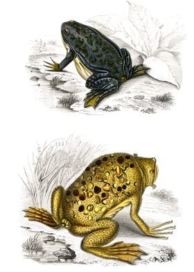 surinam toad illustration