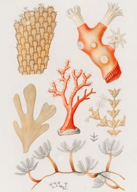 Coral illustration
