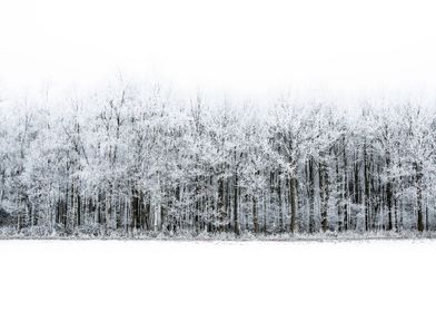 Winter Forest landscape