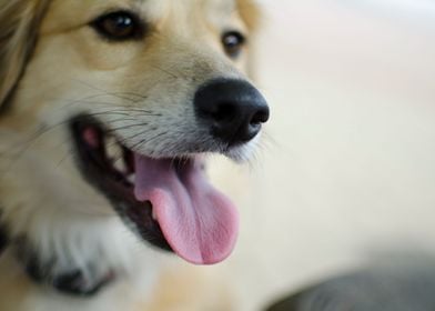 Close up dog snout