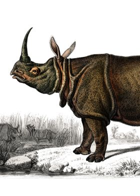 Rhinoceros drawing