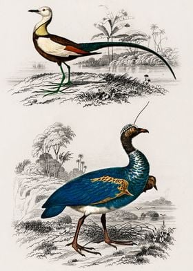 Birds vintage illustration