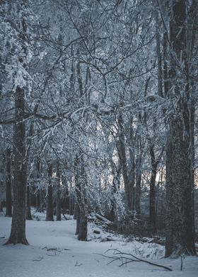 Frozen Winter Trees 