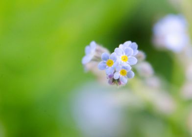 Myosotis sylvatica