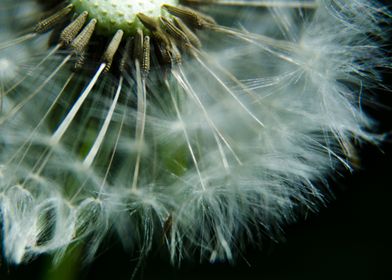 Dandelion seed