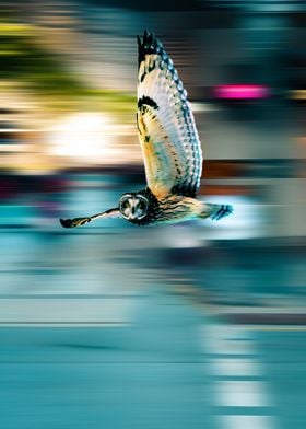 flying owl