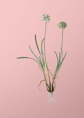 Floral Botanical On Pink 1-preview-2