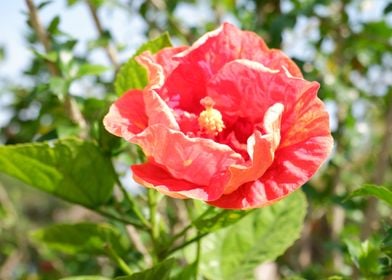 Beautiful Red Flower