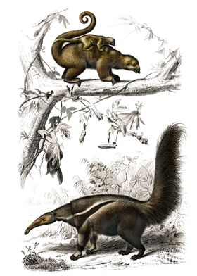 Anteaters illustration