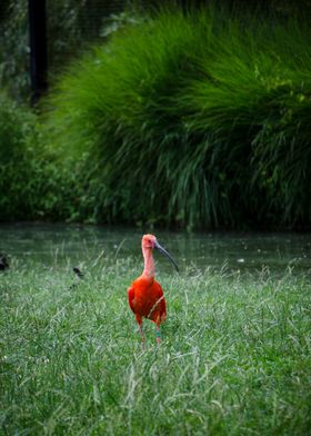 Scarlet ibis