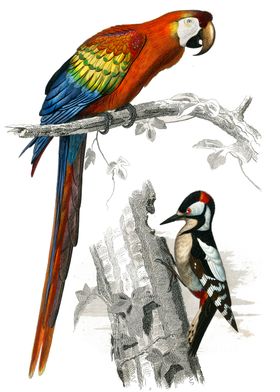 Macaw and Woodpecker