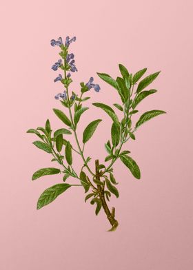 Floral Botanical On Pink 2-preview-0