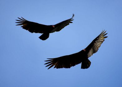 Eagles in the sky