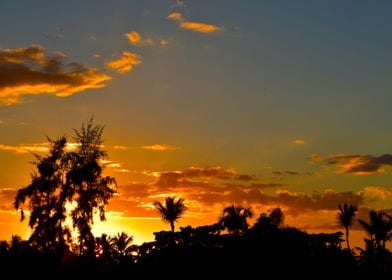 Sunset between palms