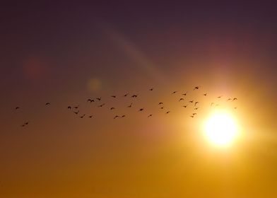 Birds of Sunrise