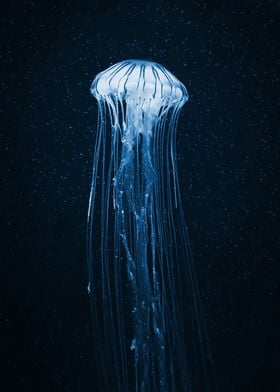 Jellyfish at night