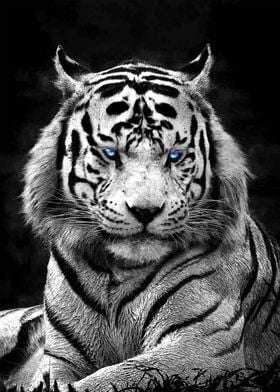 White tiger sapphire eyes