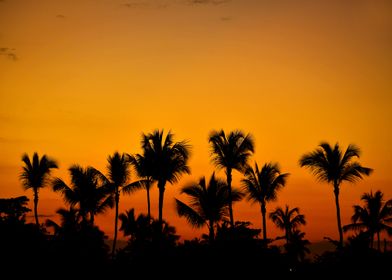 Tropical Silhouttes