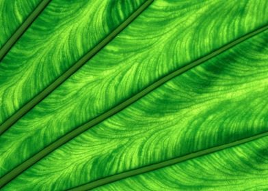 Tropical Green Leaf