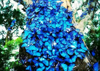 blue butterflies