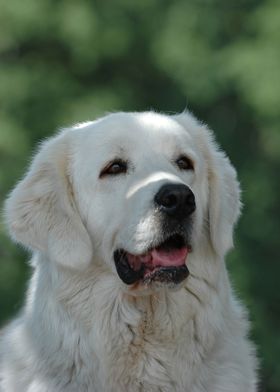 Tatra shepherd dog