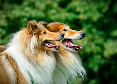 Rough Collie  Longhaired