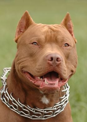 Luksus Auto jordnødder Pitbull red nose dog ' Poster by PetsArt Design | Displate
