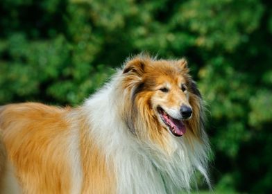 Rough Collie  Longhaired