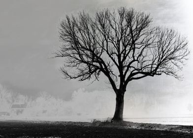 Single Tree Silver Plate