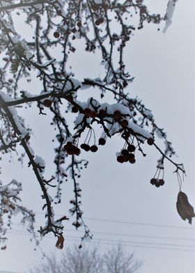 Snowy berries