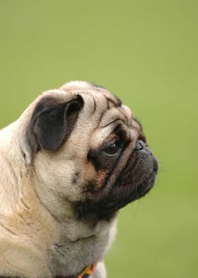 Pug dog