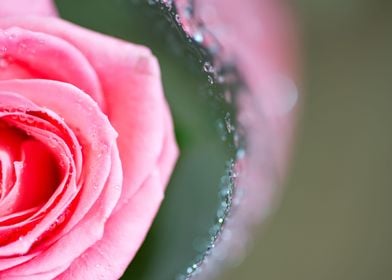 rose with water drops