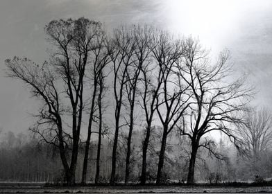 Multiple Tree Silver Plate