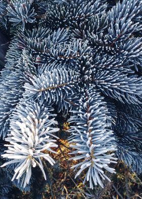 frozen spruce