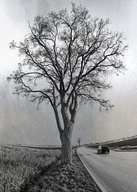 Tree on Road Silver Plate