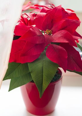 Red poinsettia Christmas