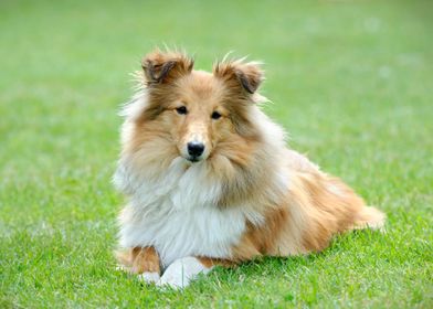 Shetland Sheepdog  sheltie