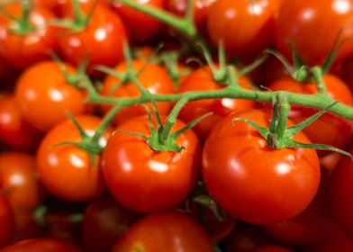 vine red ripe tomatos 